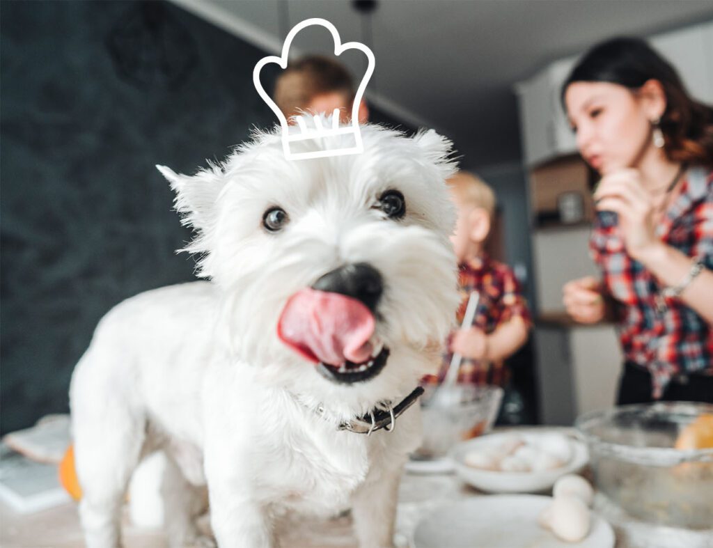 3 recettes de friandises saines pour votre chien - Dog Chef