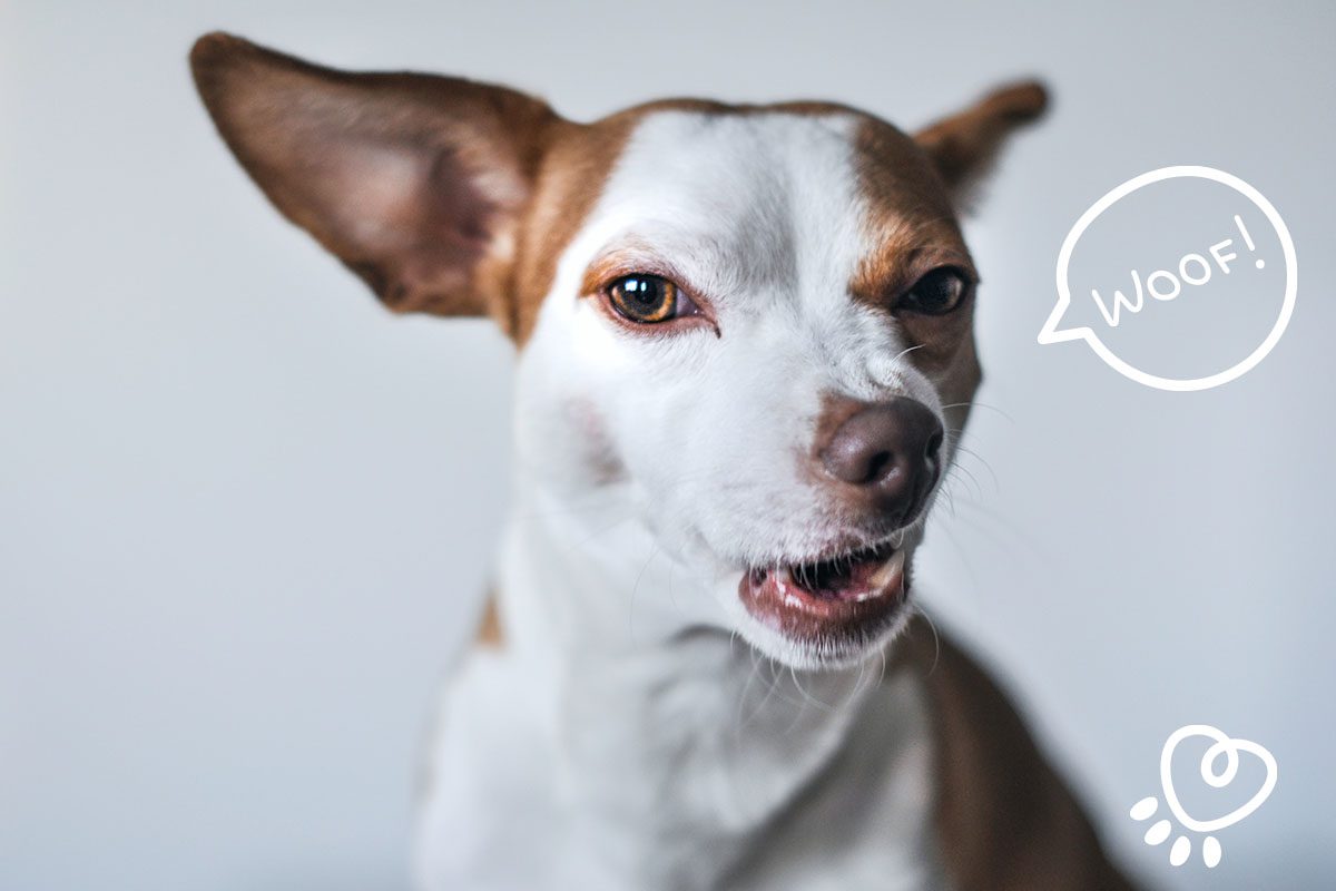 My dog barks and growls best sale at everyone