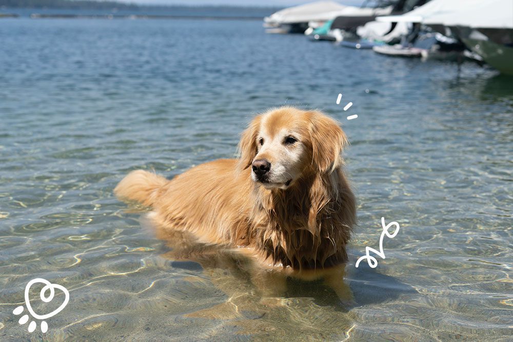 Can a dog drown? - Dog Chef