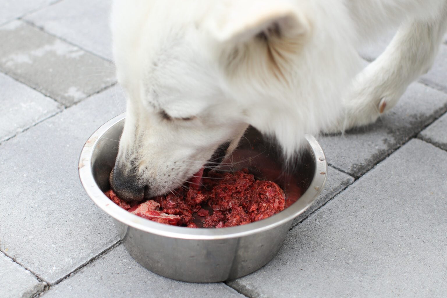 Mag een hond rauw vlees eten? - Dog Chef