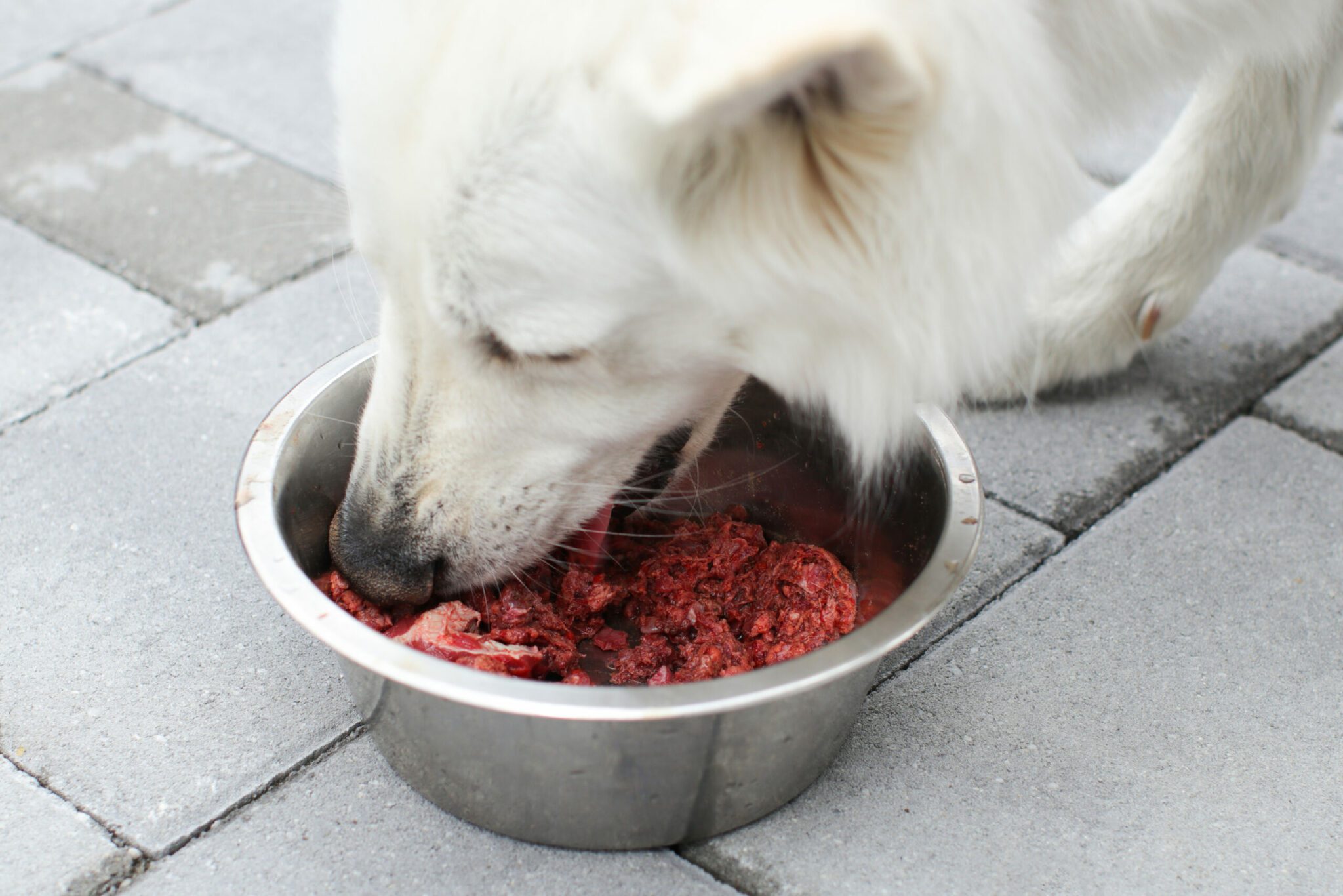 are dogs able to eat raw meat