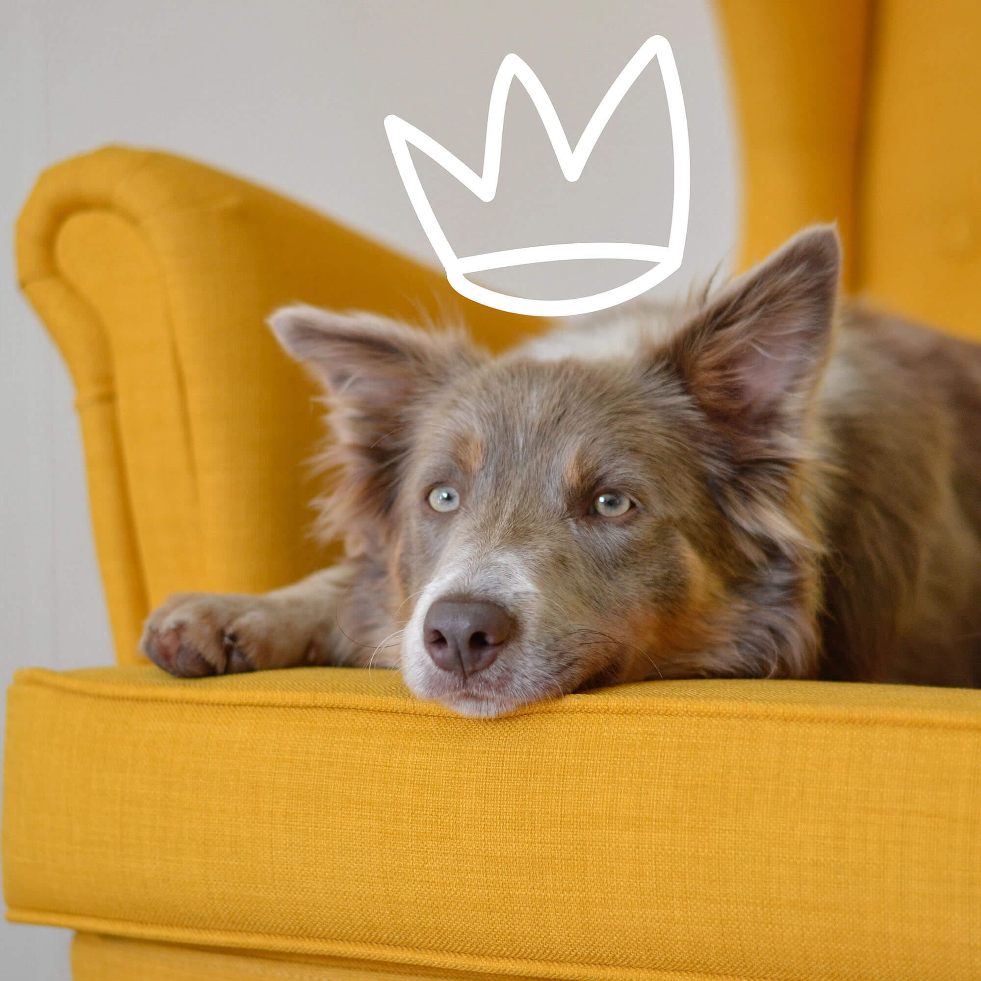 dog life