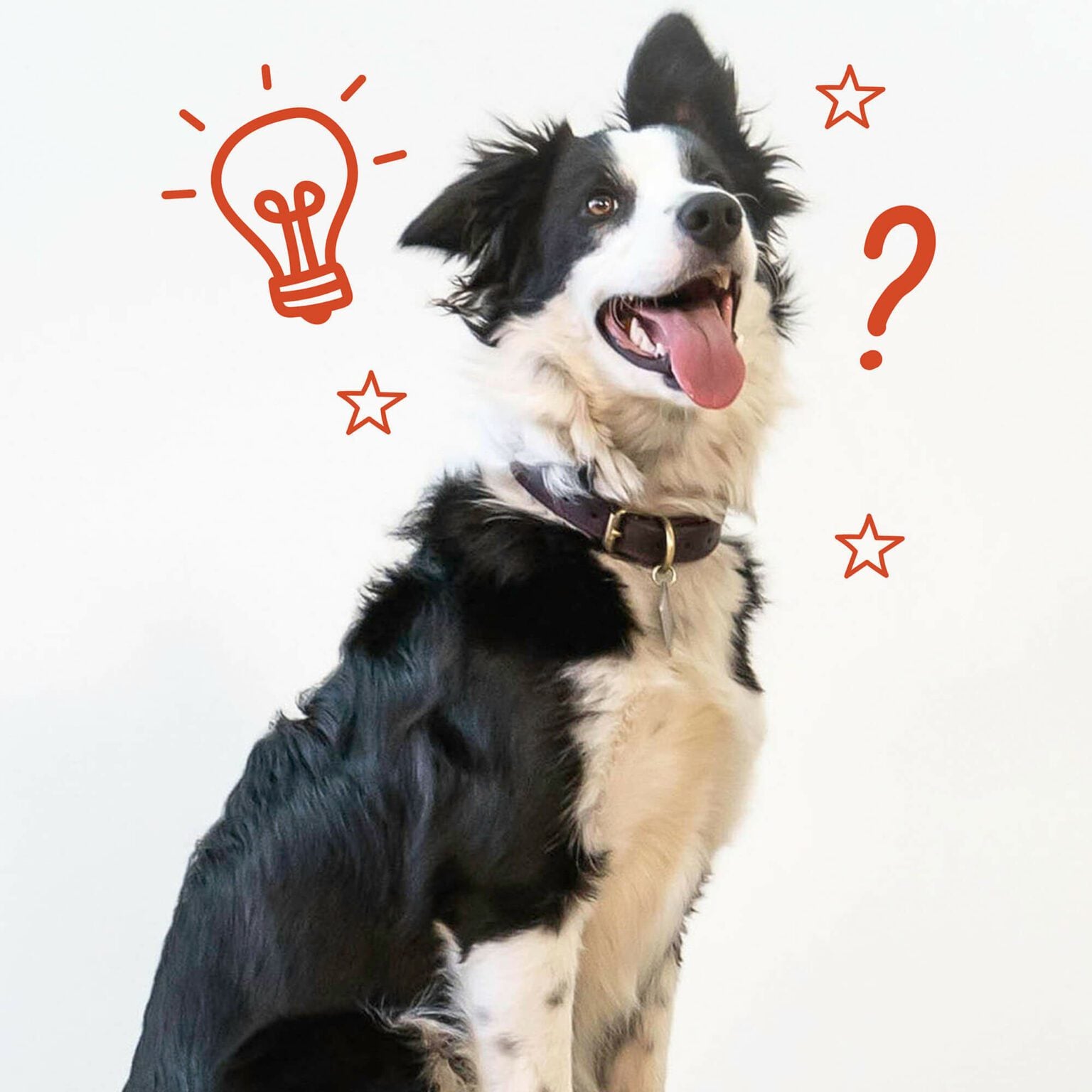 dog tips