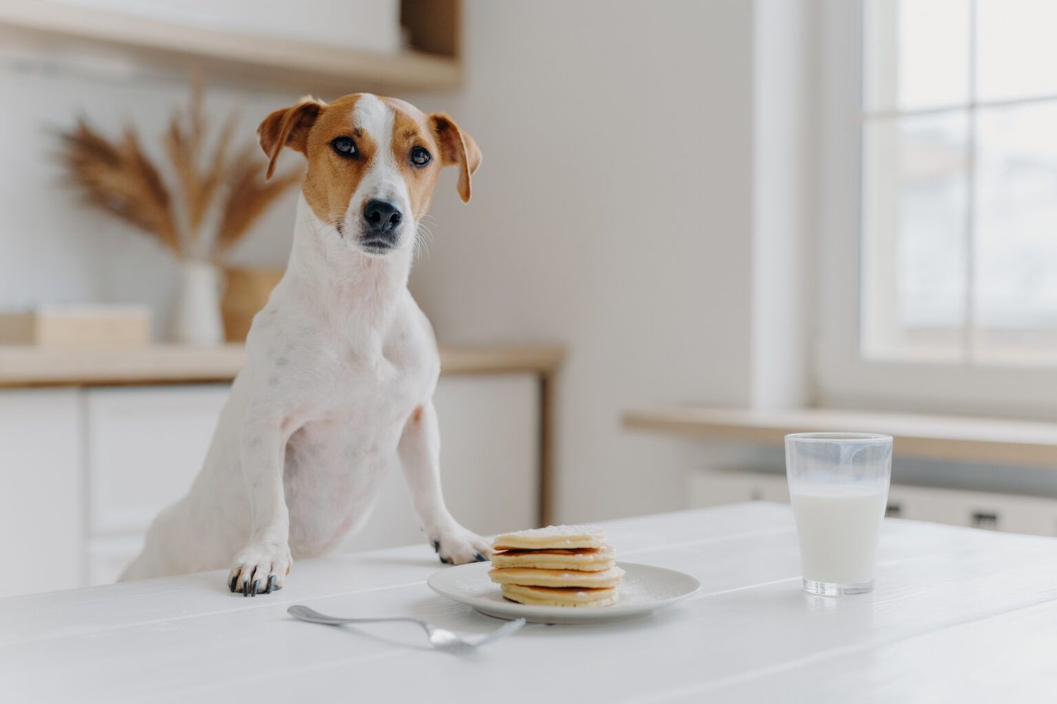 Lait, fromage : les chiens peuvent-ils en consommer ? - Dog Chef