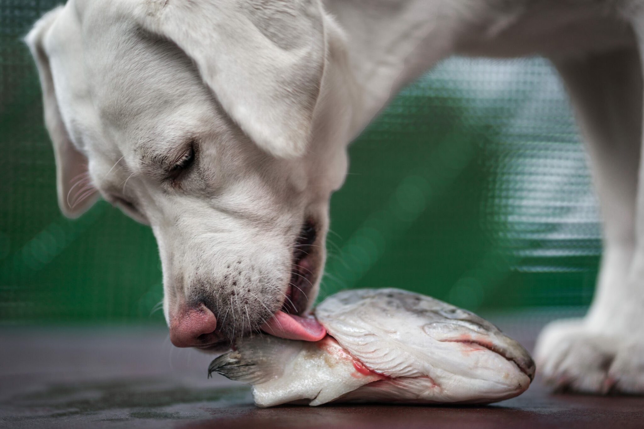 Can a dog eat fish? - Dog Chef