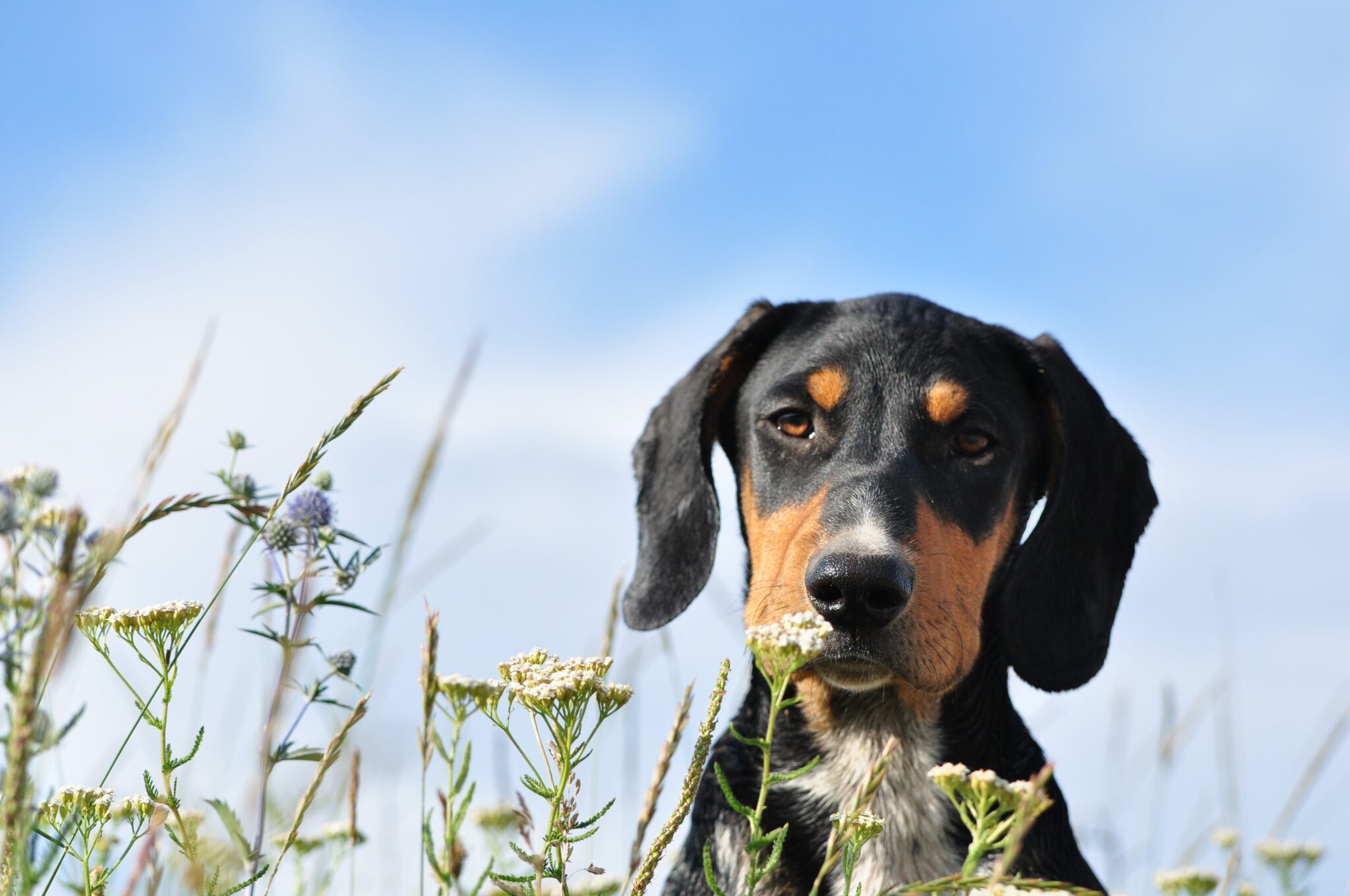 Mon chien peutil rester dehors toute la journée ? Dog Chef