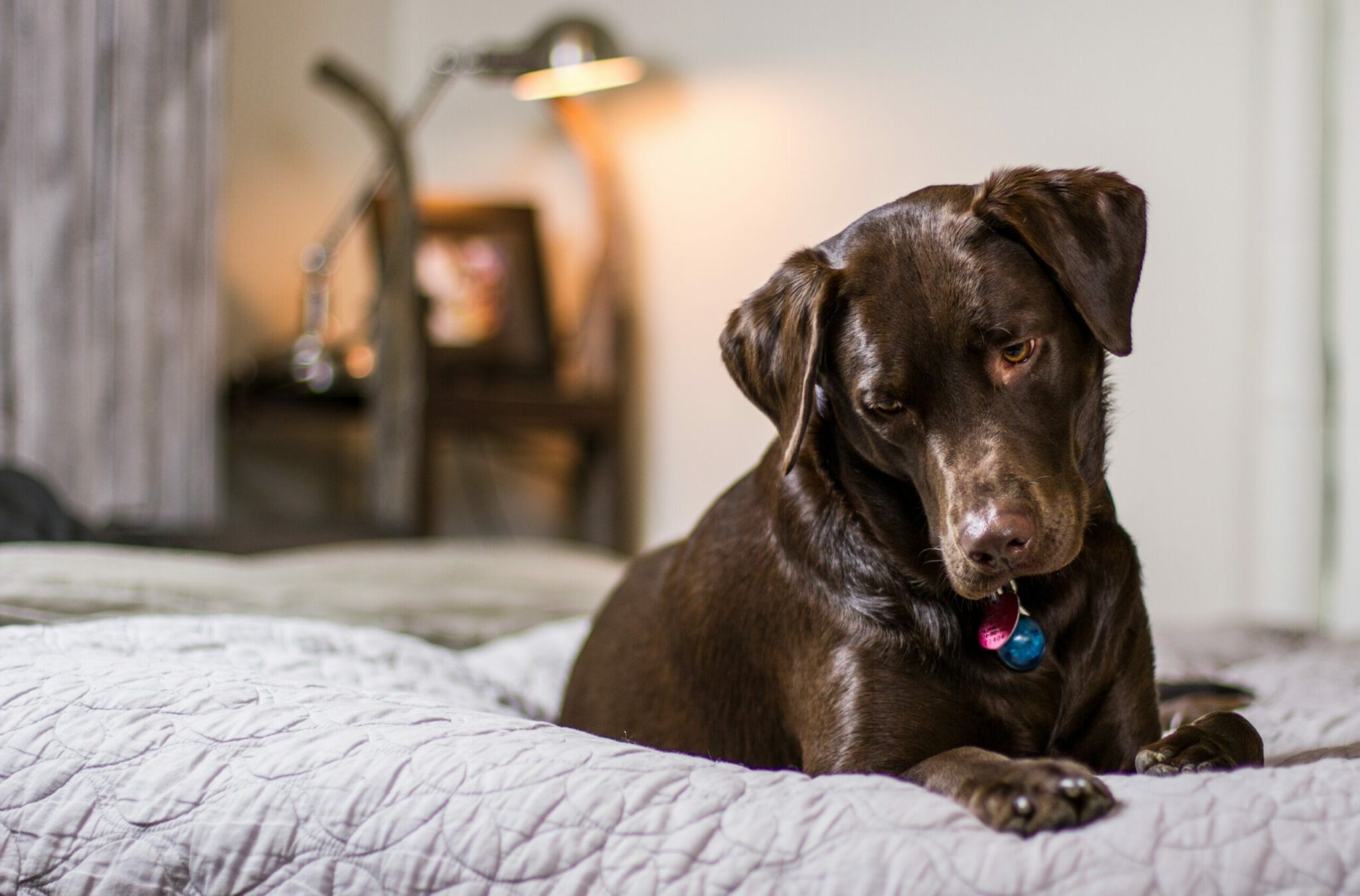 Choisir un panier pour son chien