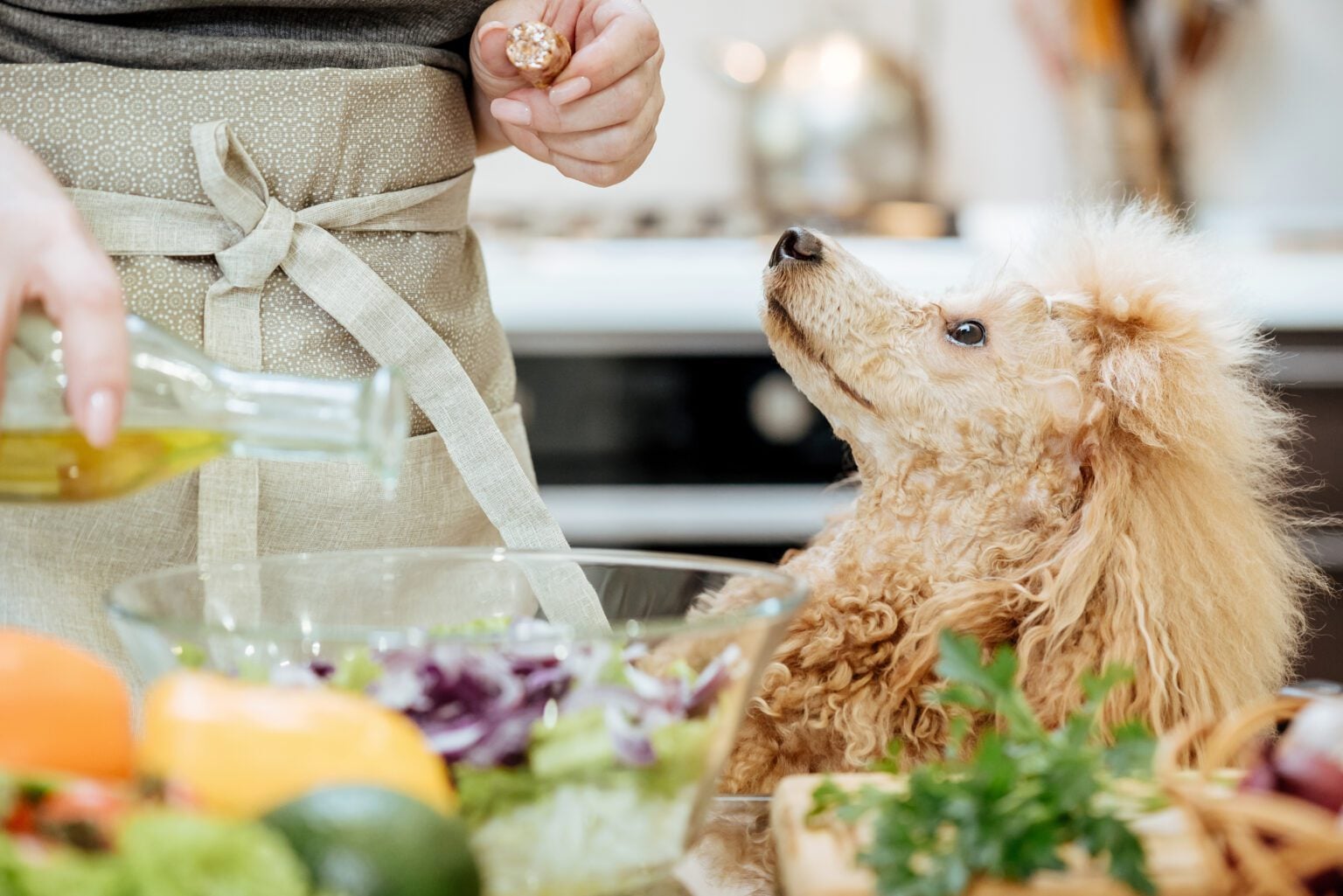 L’huile d’olive pour les chiens : bonne ou mauvaise idée ? - Dog Chef
