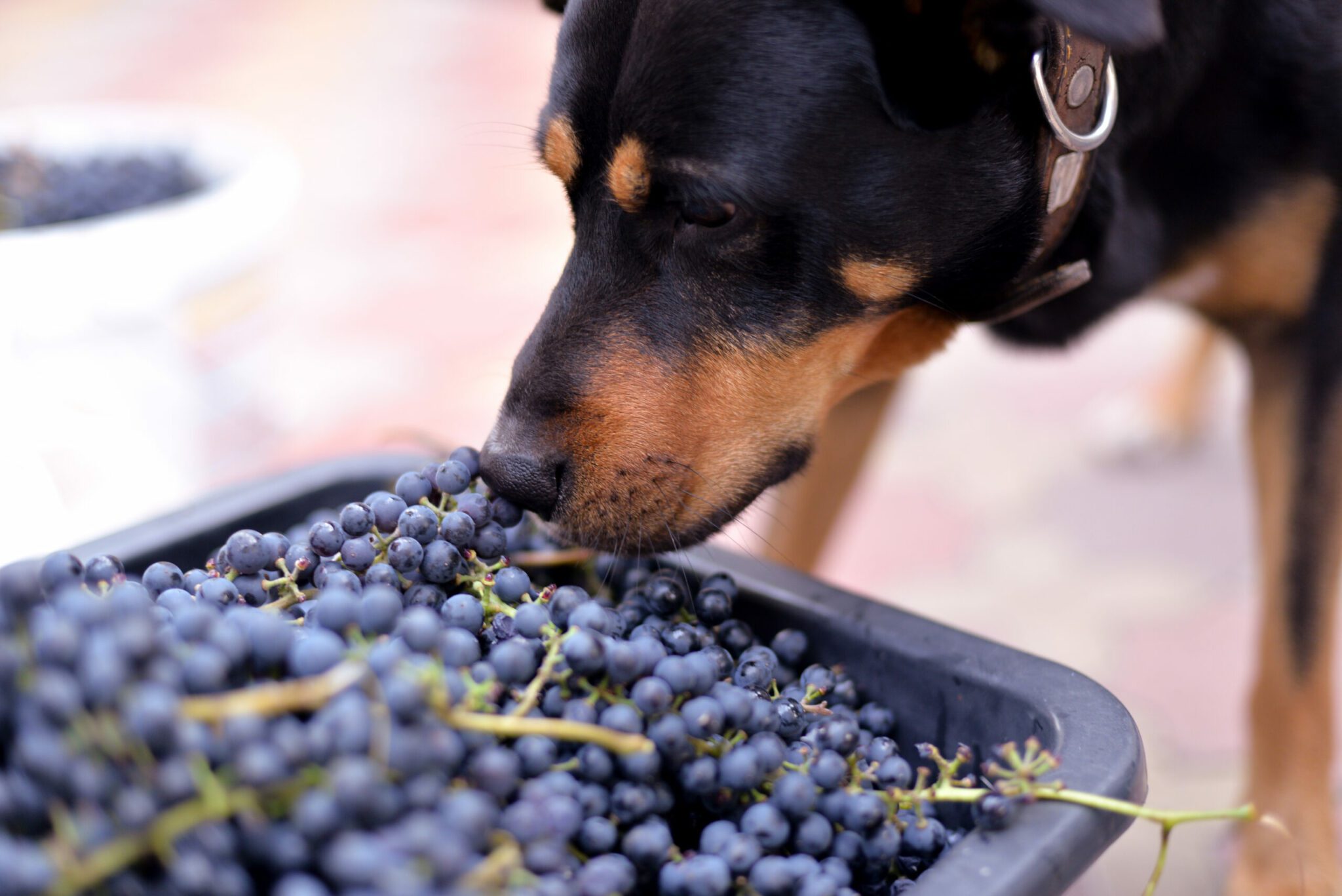 How Long Do Grapes Take To Kill A Dog