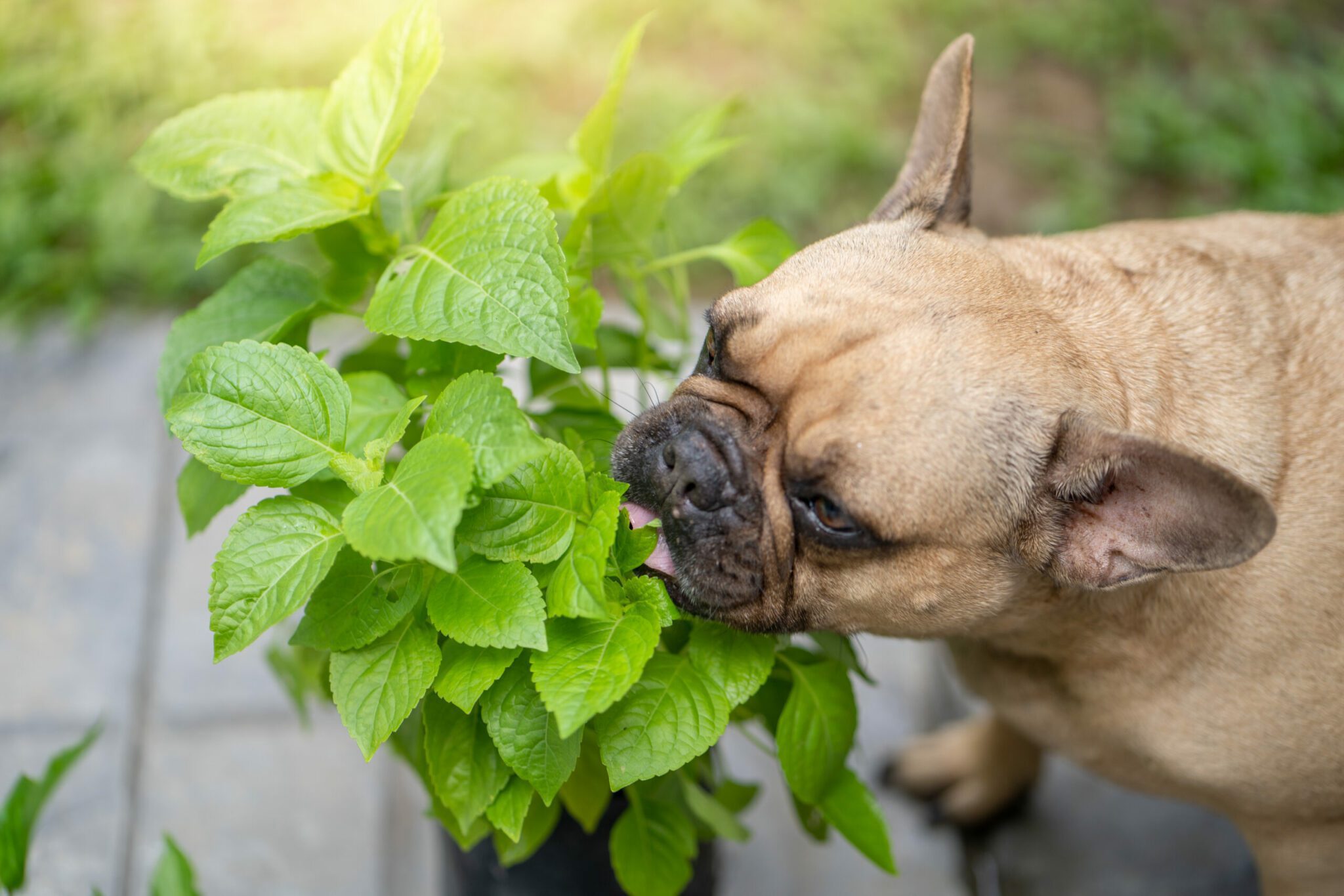 Is Basil Safe For Dogs