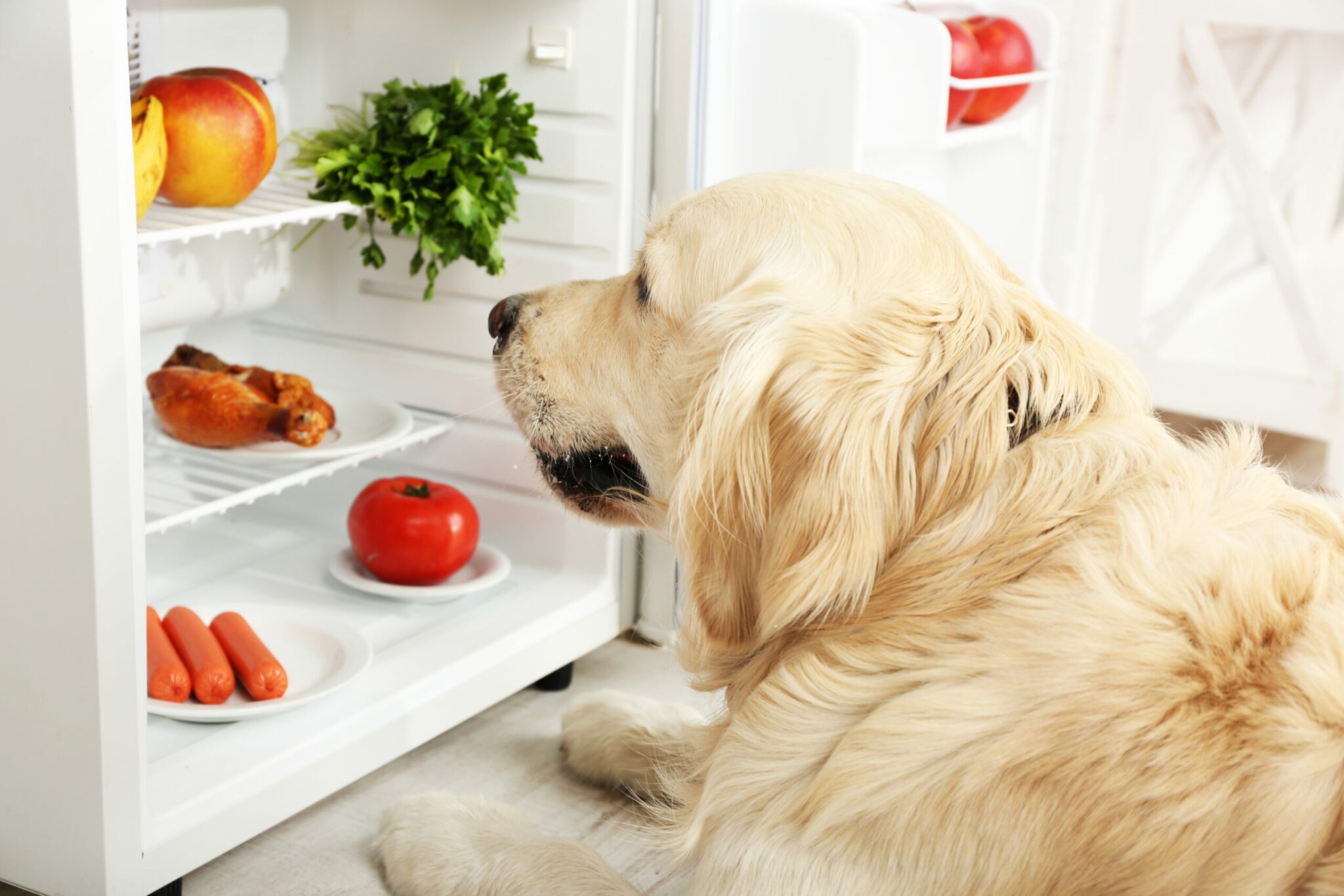 What your pet eat. Питание собак. Еда для домашних животных. Диетотерапия животных. Корм для собак.
