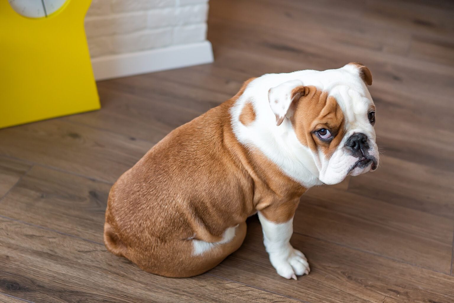 Mon chien urine dans la maison, que faire ? - Dog Chef