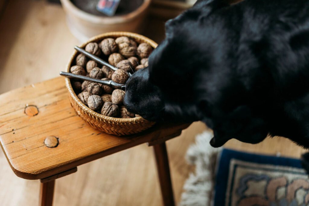 Should dogs eat clearance nuts