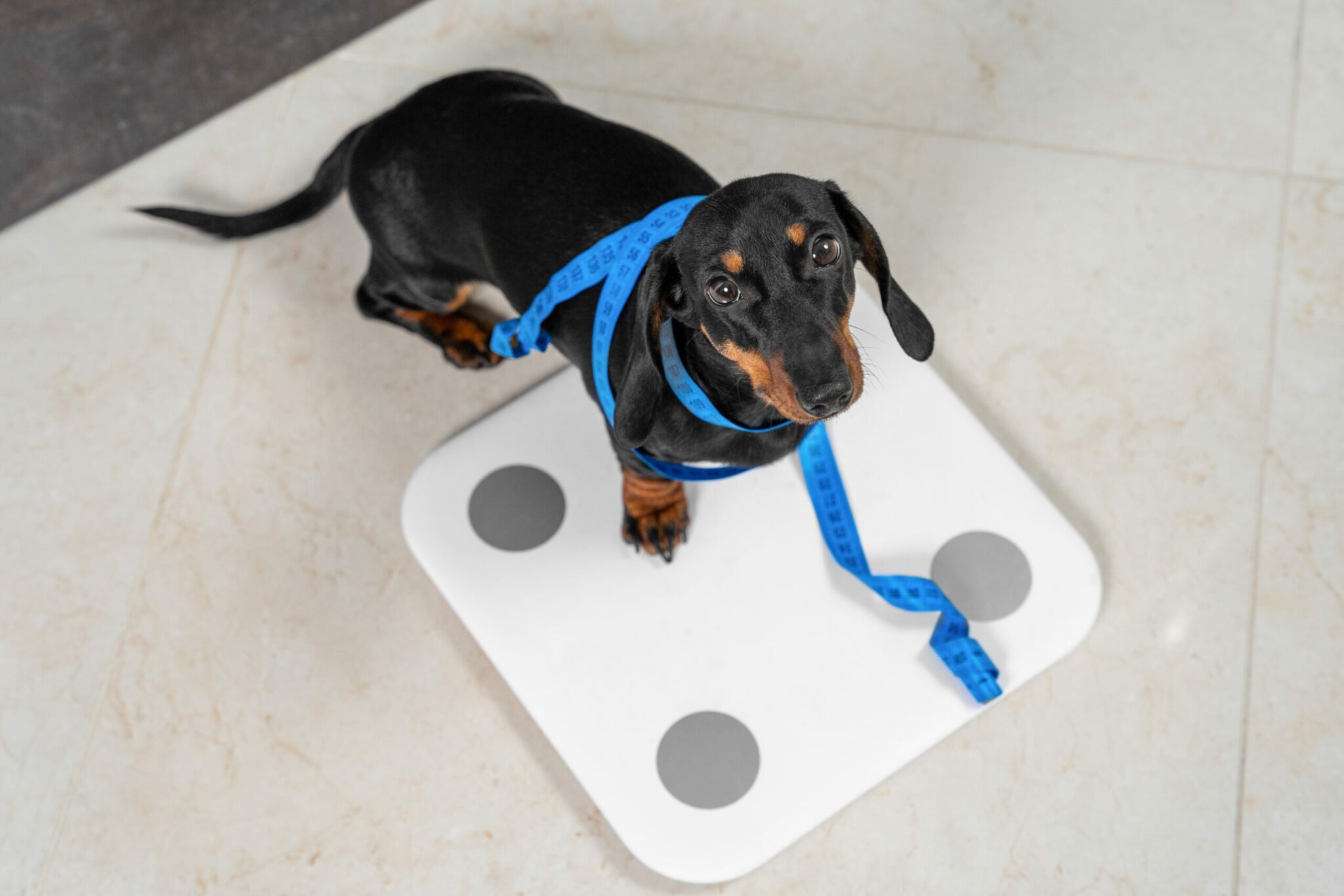 Foto van een zwaarlijvige hond op de weegschaal