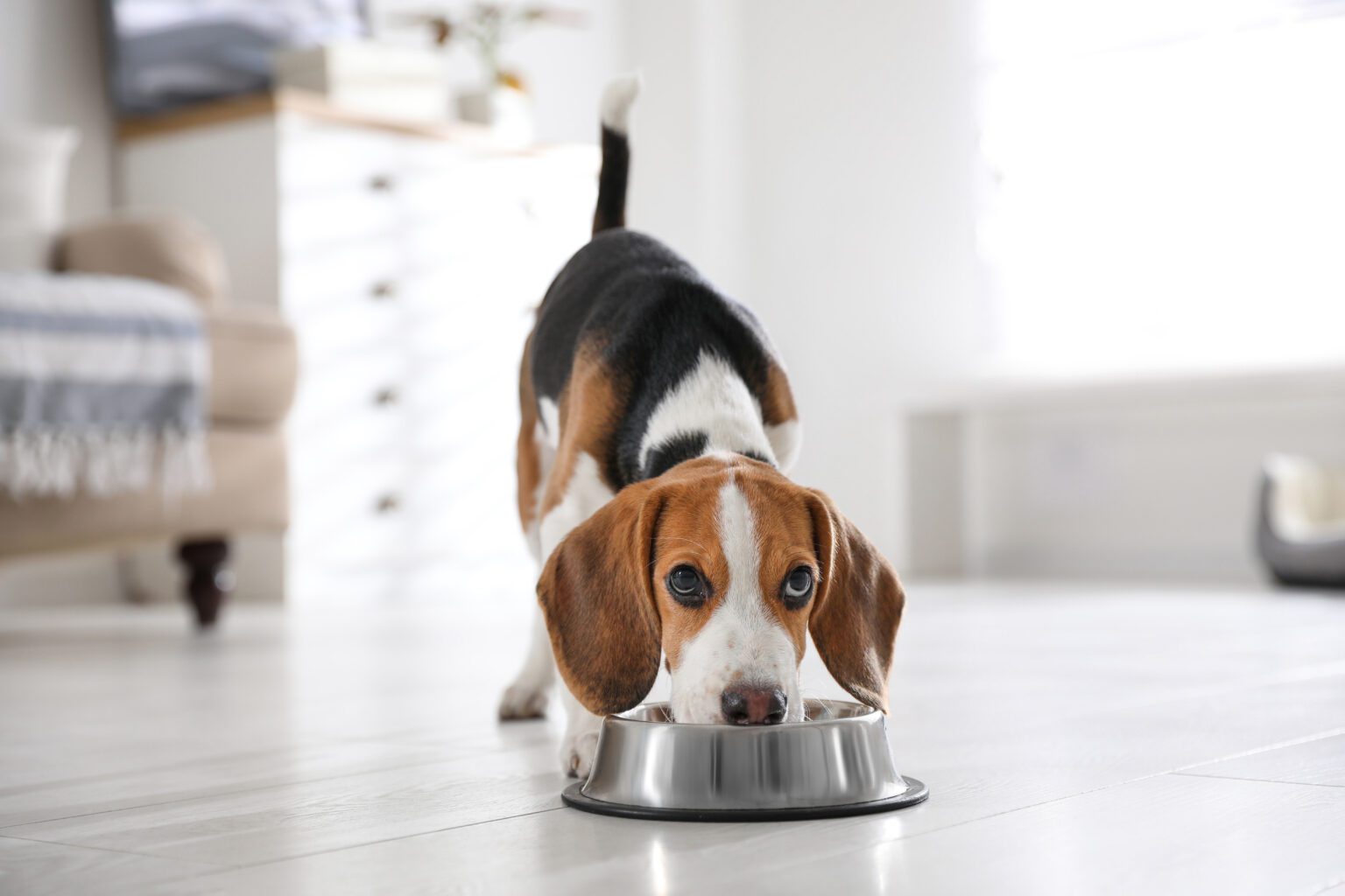 Quelle quantité de nourriture pour un chien de 10 kg ? Dog Chef