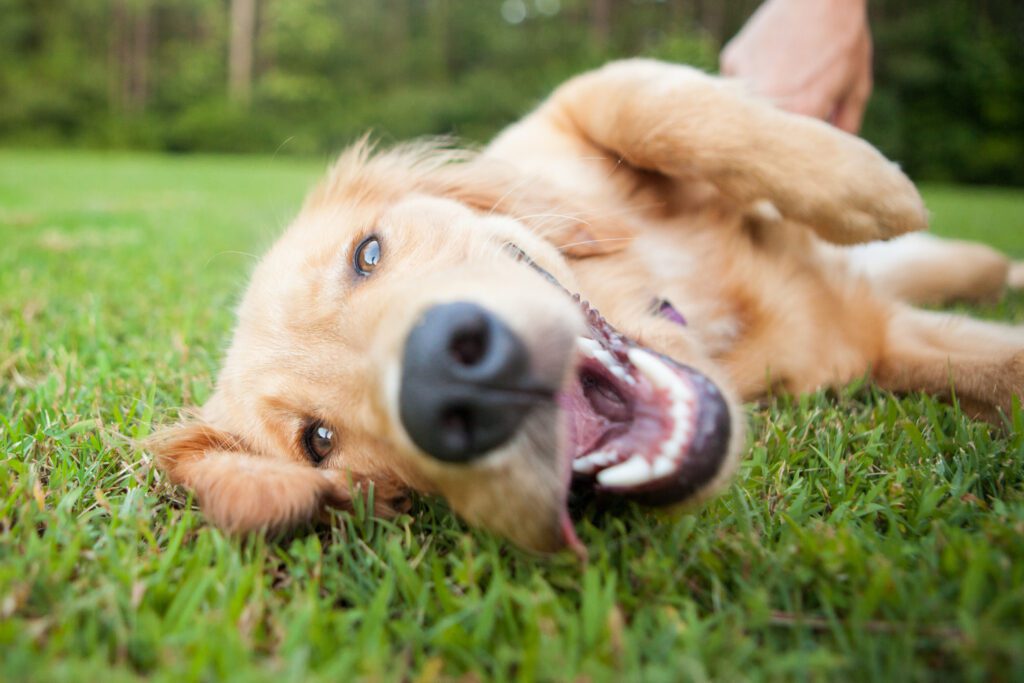 Bad breath sales in dogs commercial