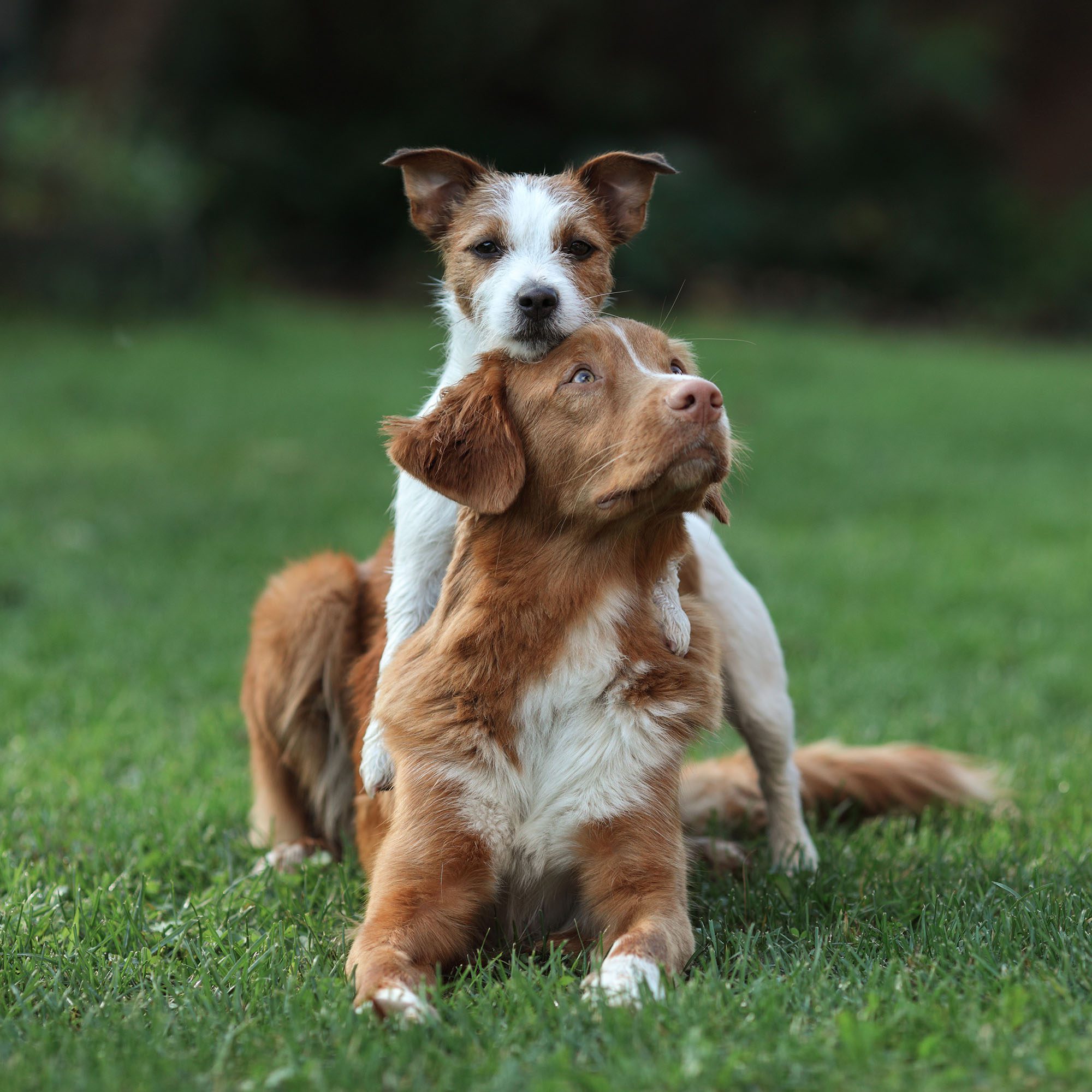 Foto van een ruwharige Jack Russelterriër die met zijn kop op een Nova Scotia duck tolling retriever ligt. De Nova Scotia duck tolling retriever lijkt sterk op een golden retriever, maar heeft een lichtere neus en een kenmerkende roestbruine vacht.