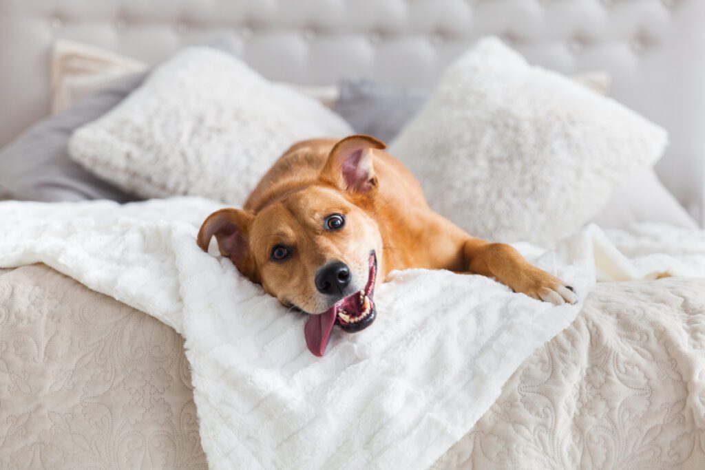 Pourquoi mon chien enterre ses os ?