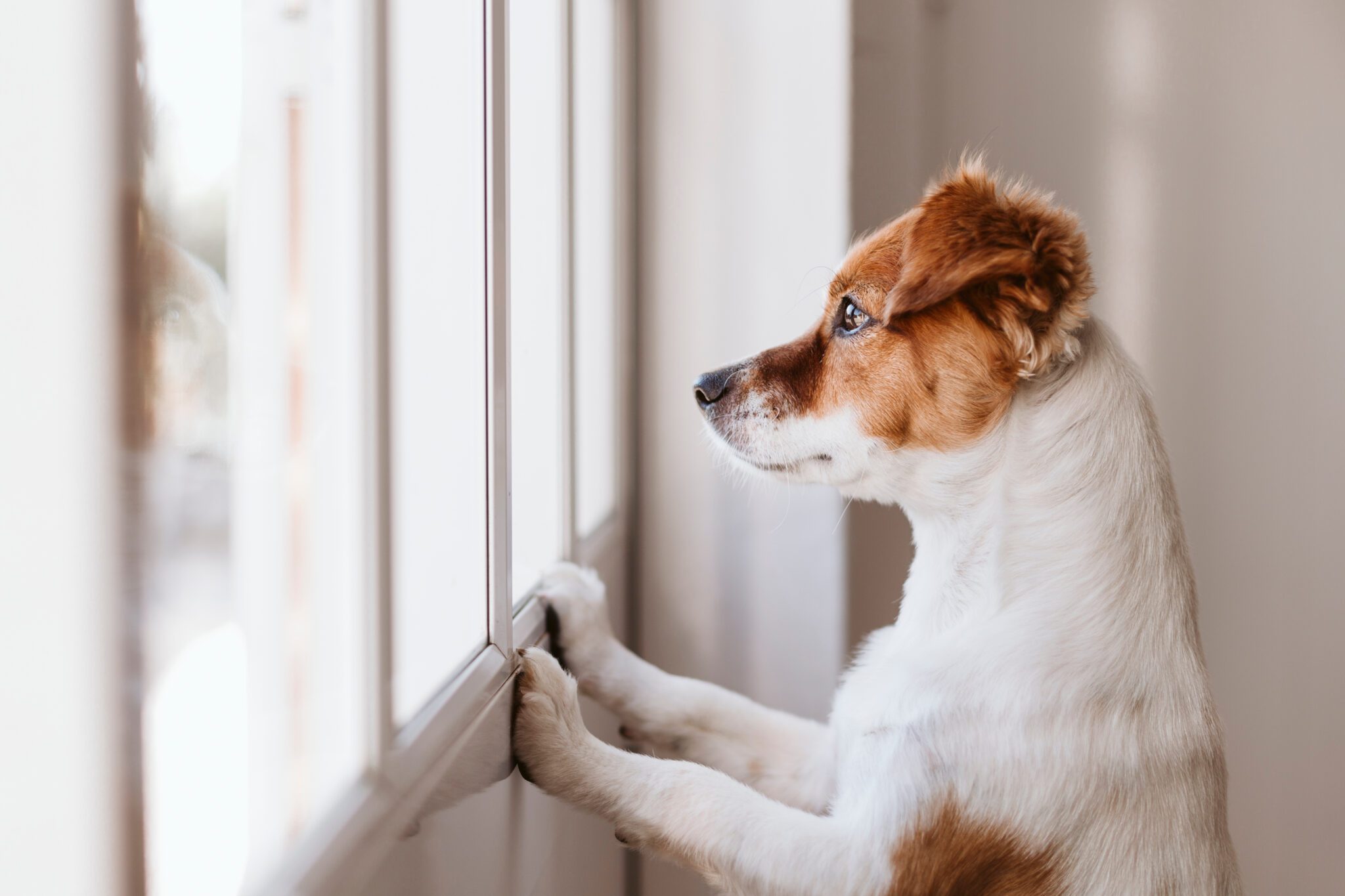 Mon Chien Fait Pipi Dans La Maison Devant Moi Ventana Blog