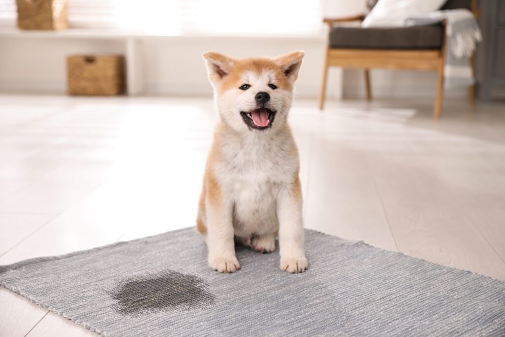 chien urine tapis