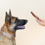 dog raising