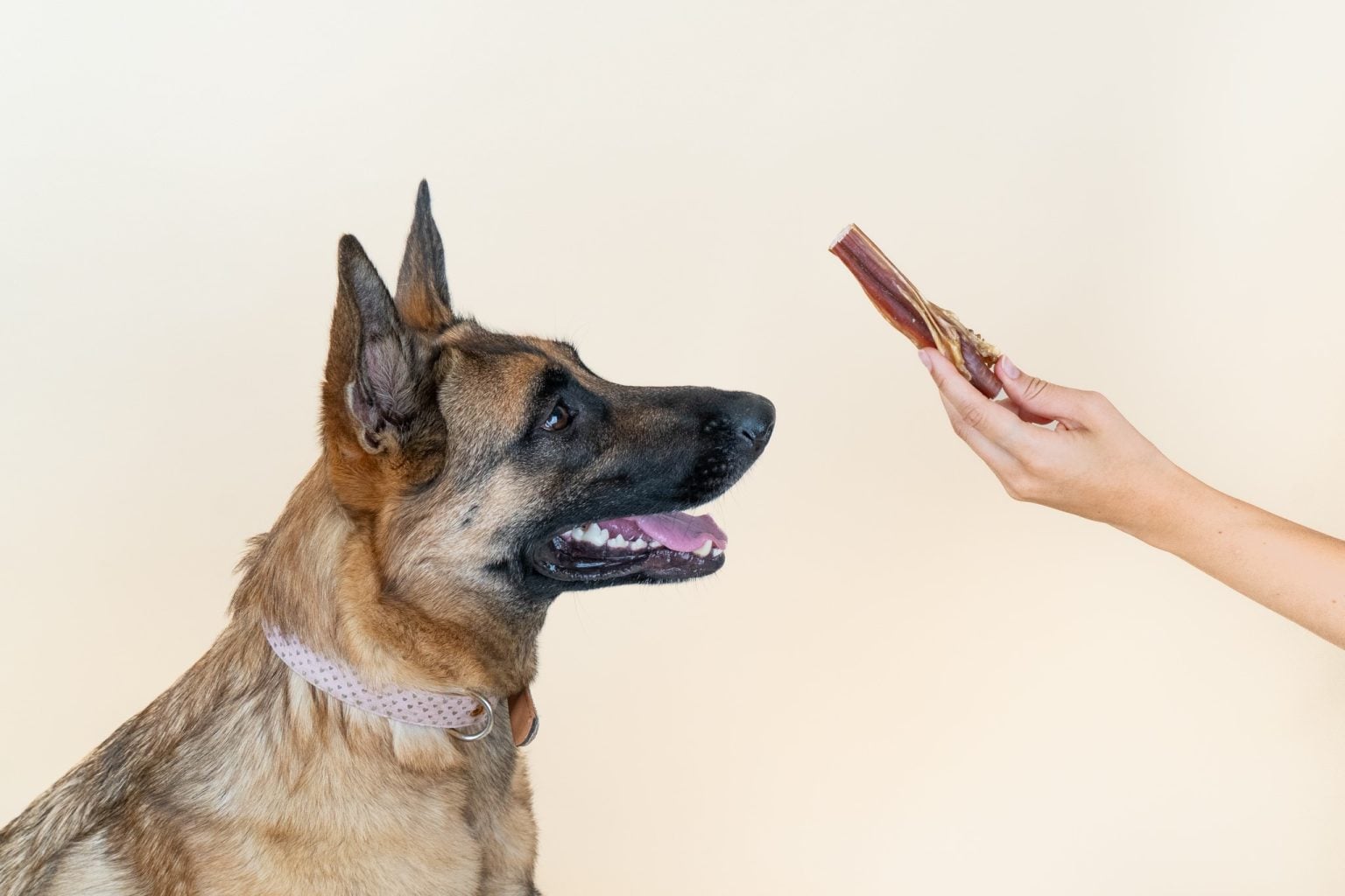 dog raising