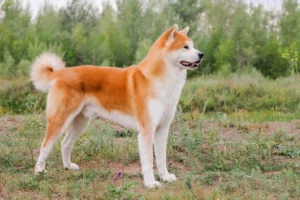 akita,dog
