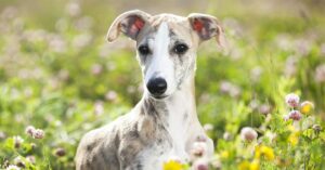 whippet