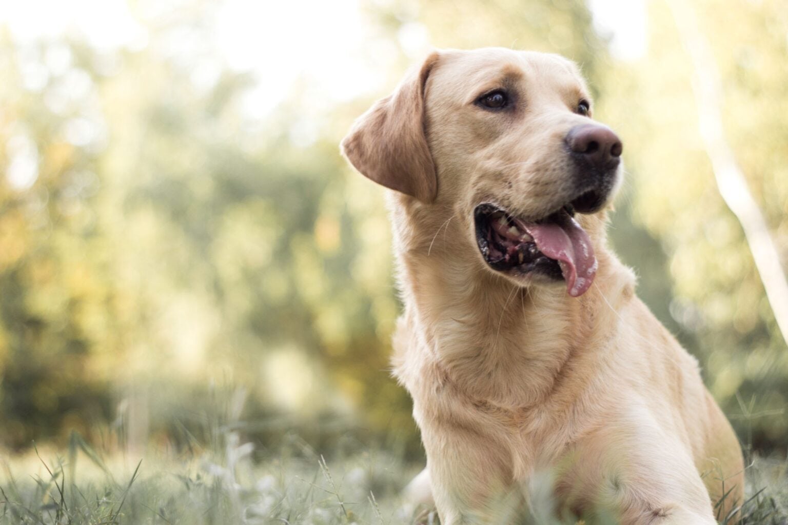 labrador