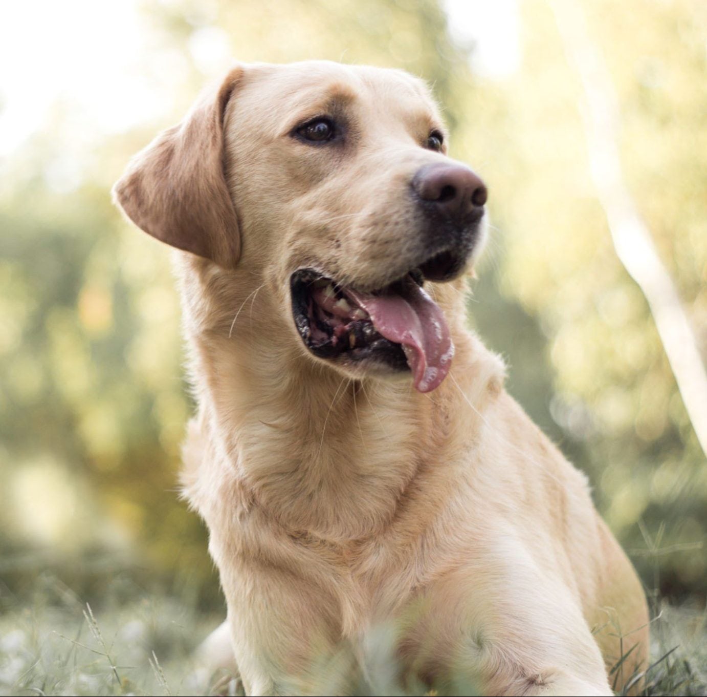 labrador