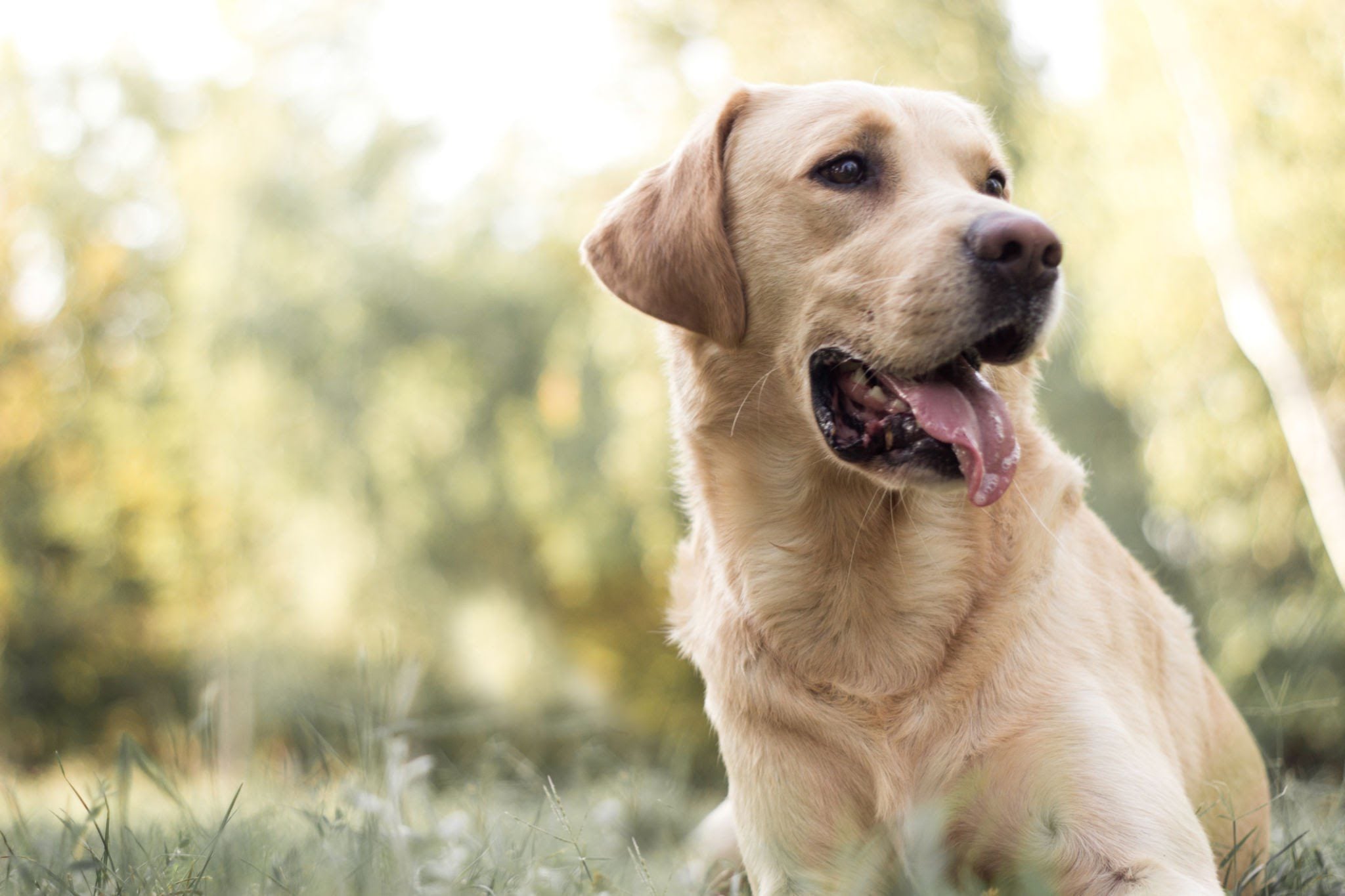 labrador