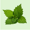 Nettle