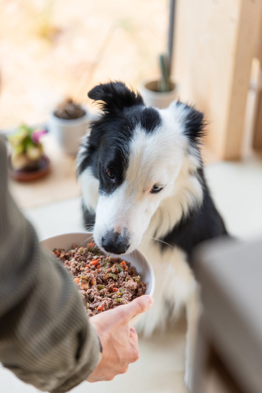 Gourmet dog food delivery online