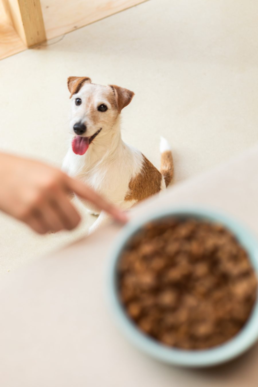 Gourmet dog food delivery online