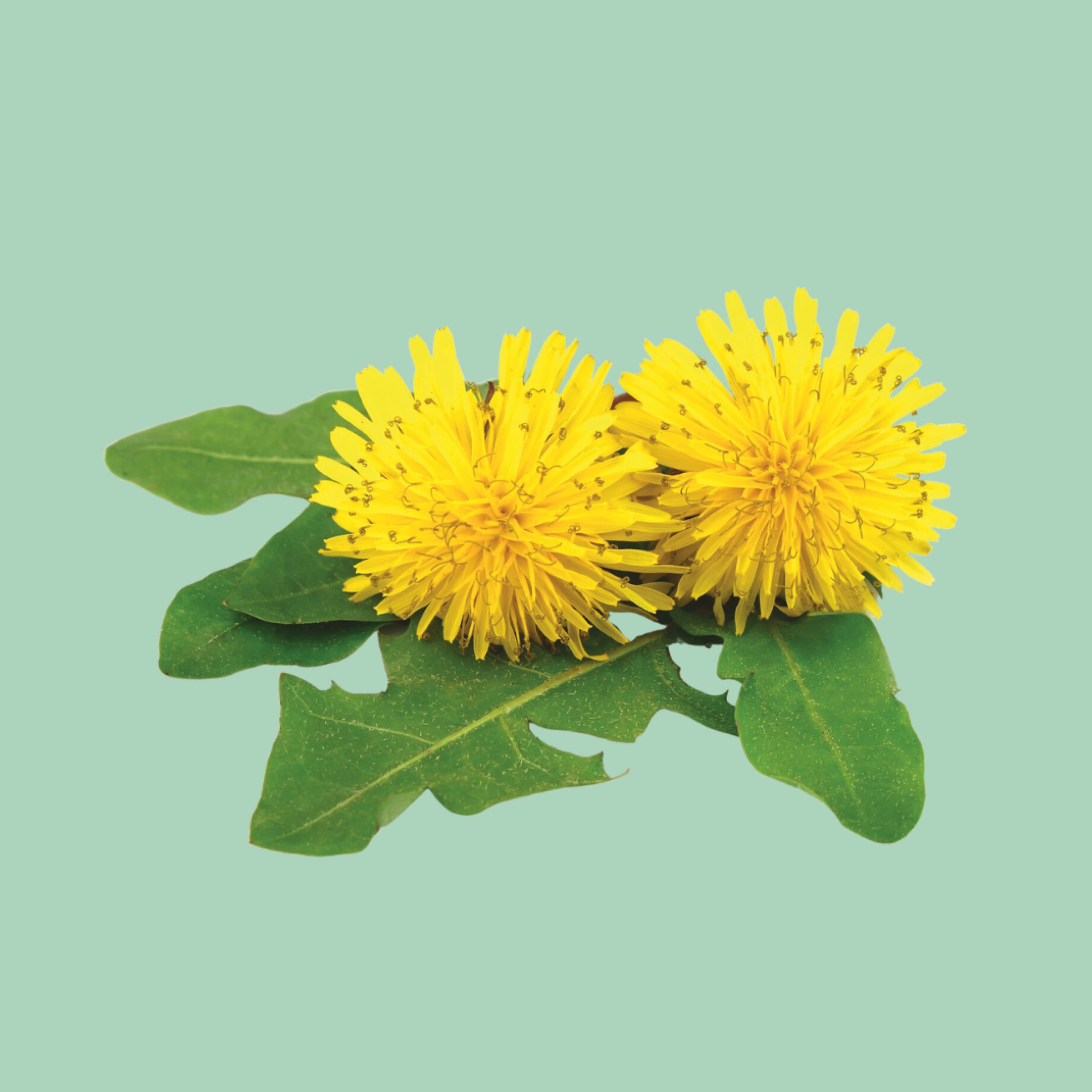 Paardenbloem