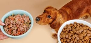 Pour chien adulte