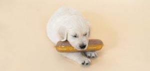 Pour chiot