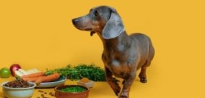 Pour chien senior