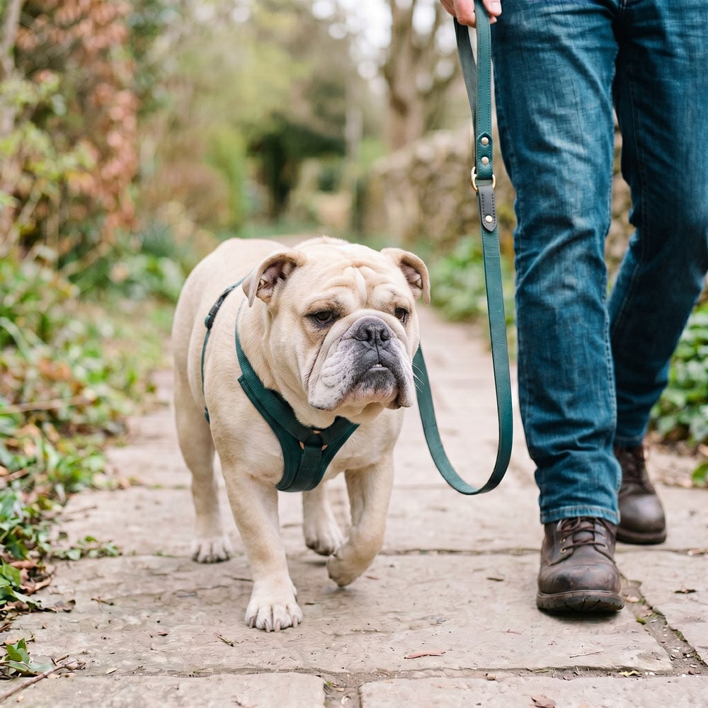 Arthrose chez le chien : comprendre, soulager et améliorer son confort grâce à l'alimentation fraîche