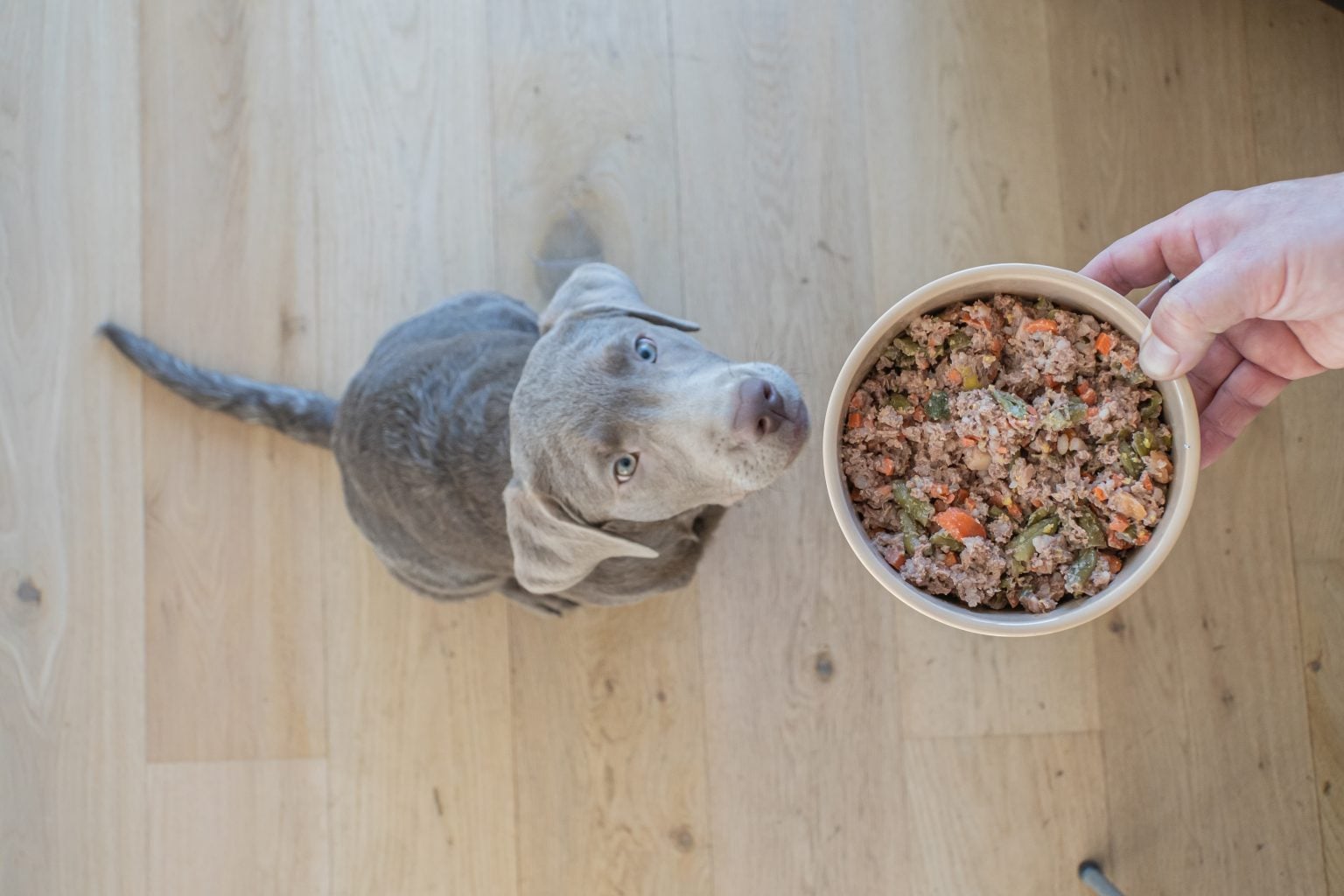 labrador dog chef