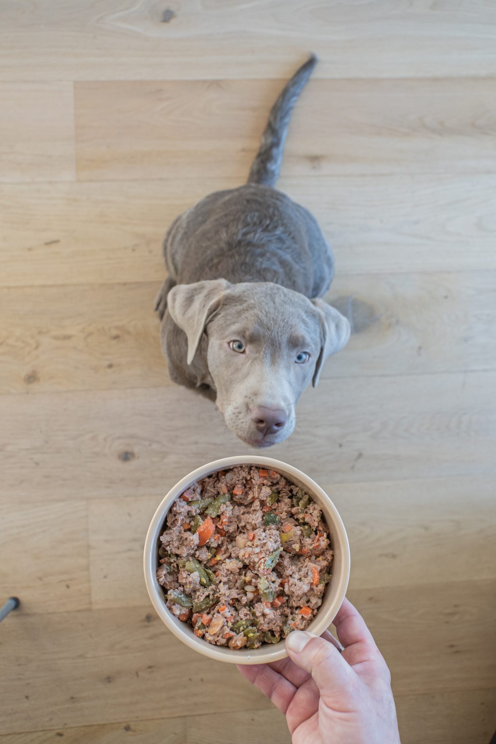 labrador dog chef