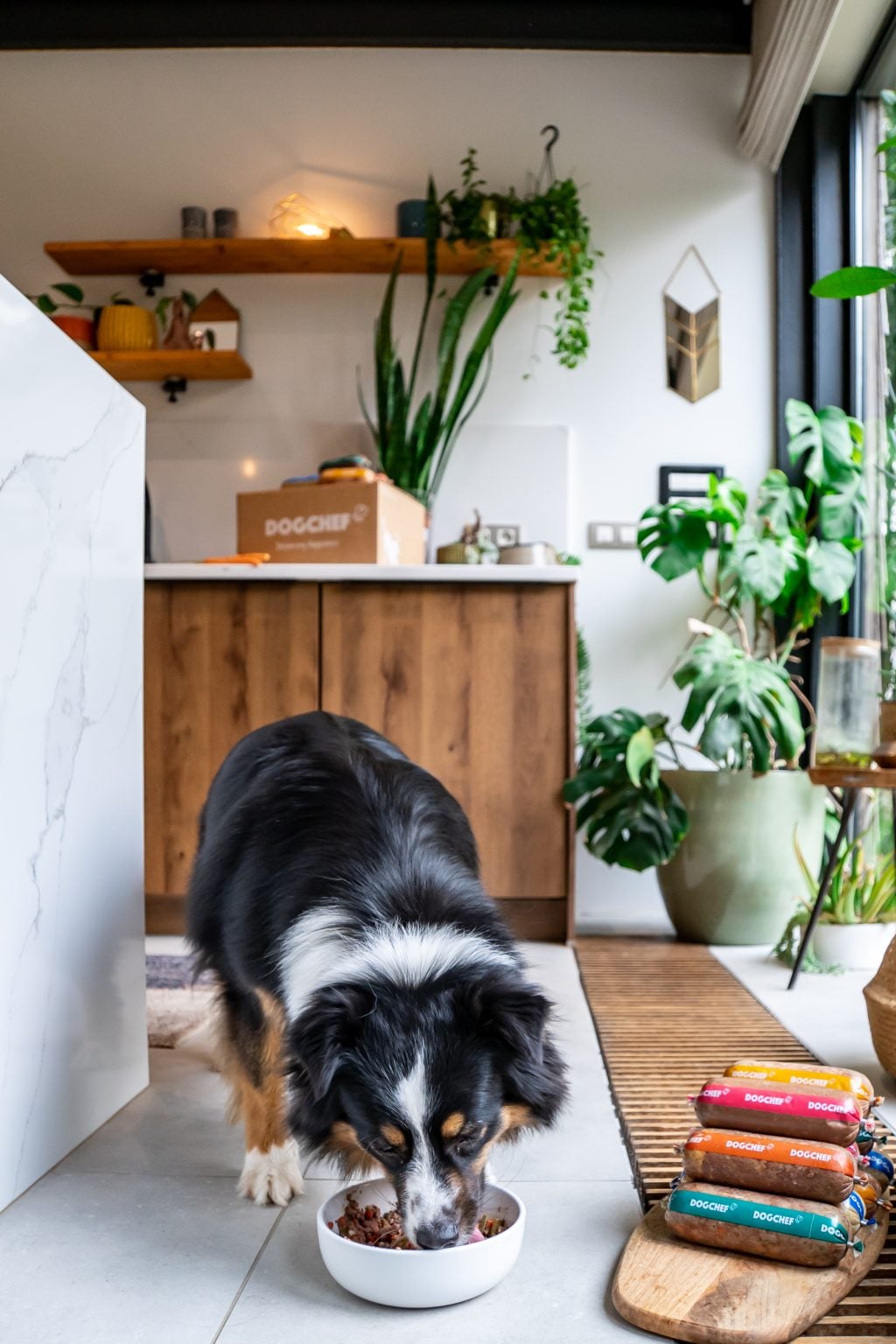 chien mange dog chef