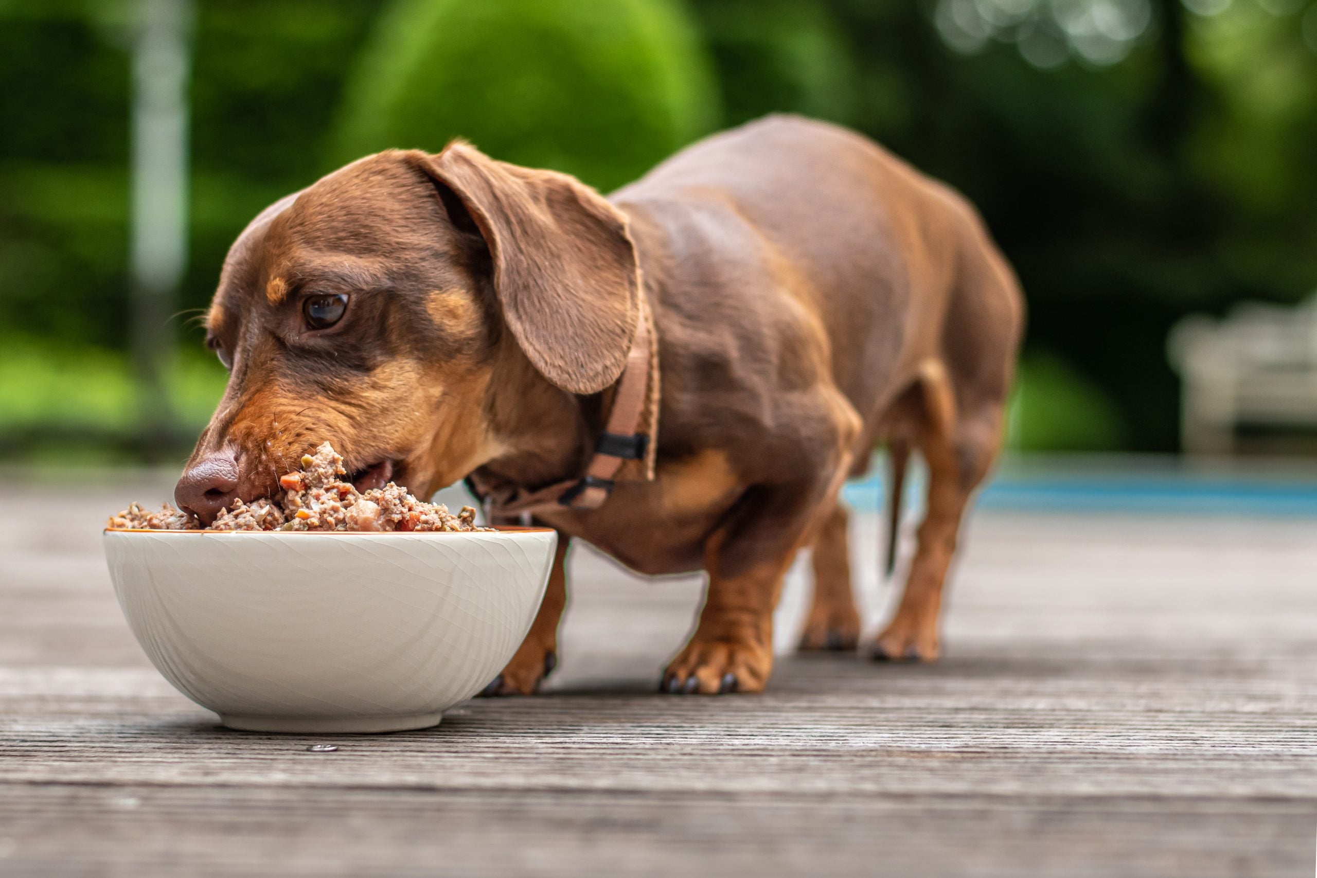 chien dog chef nourriture